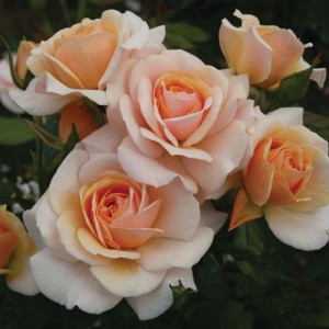 SWEET HONEY (floribunda)